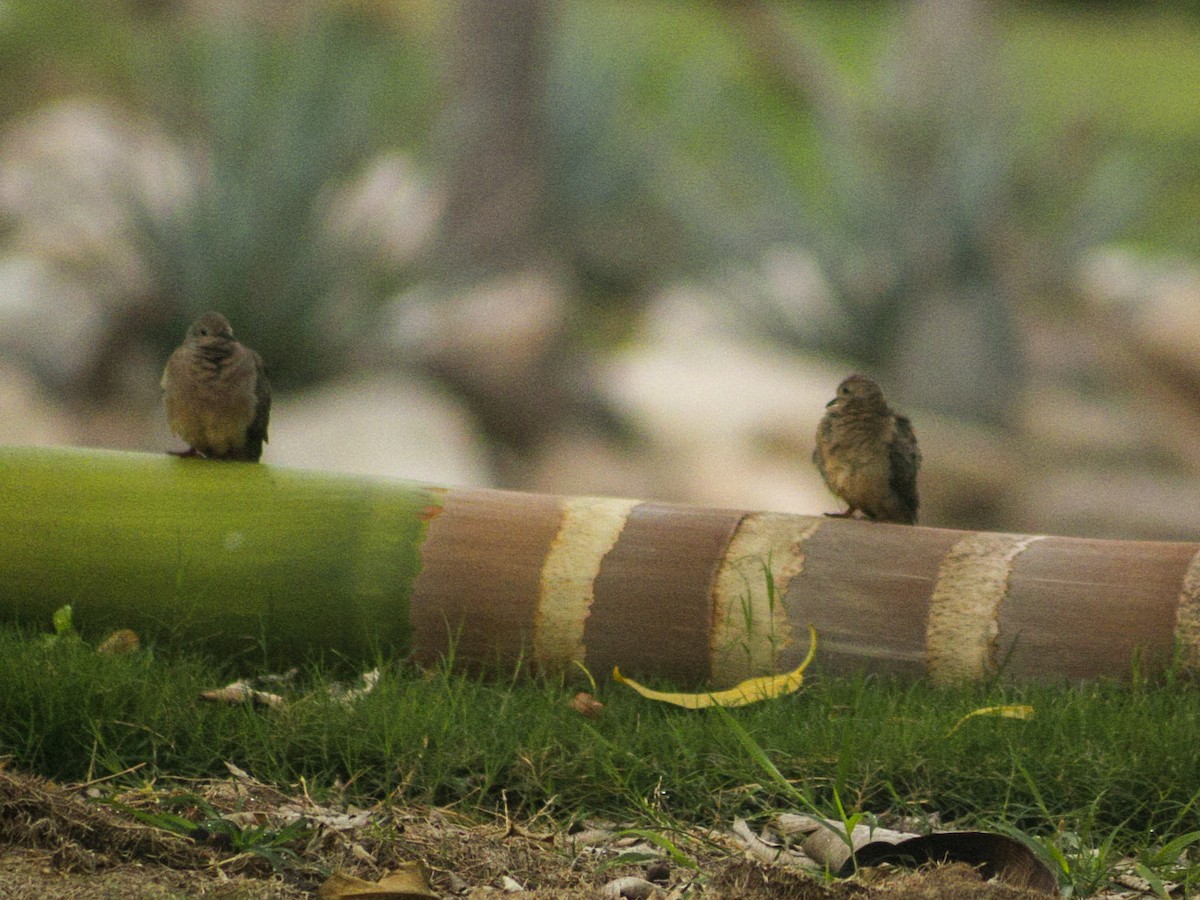 Mourning Dove - ML639493535