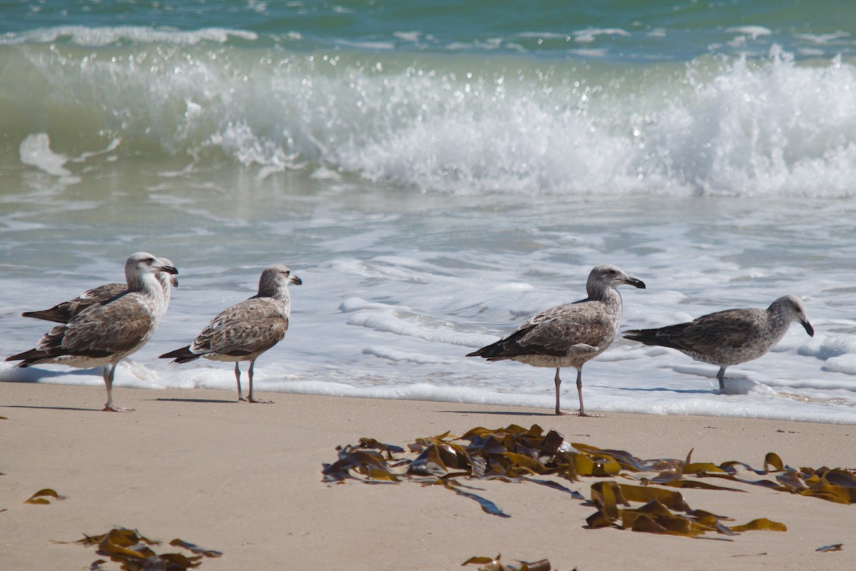 Kelp Gull - ML639493554