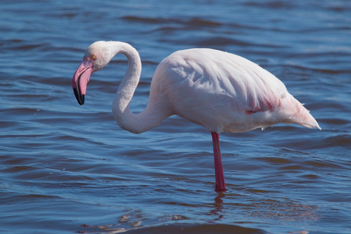 Flamant rose - ML639493619