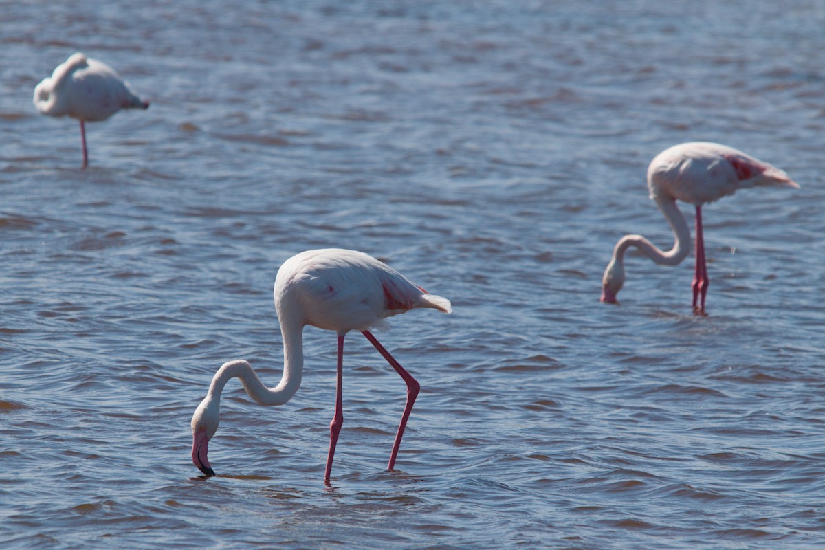 Flamant rose - ML639493622