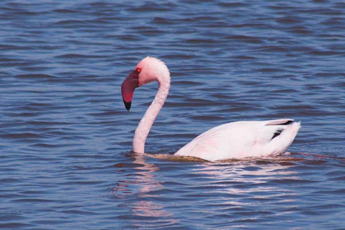 Flamant nain - ML639493636
