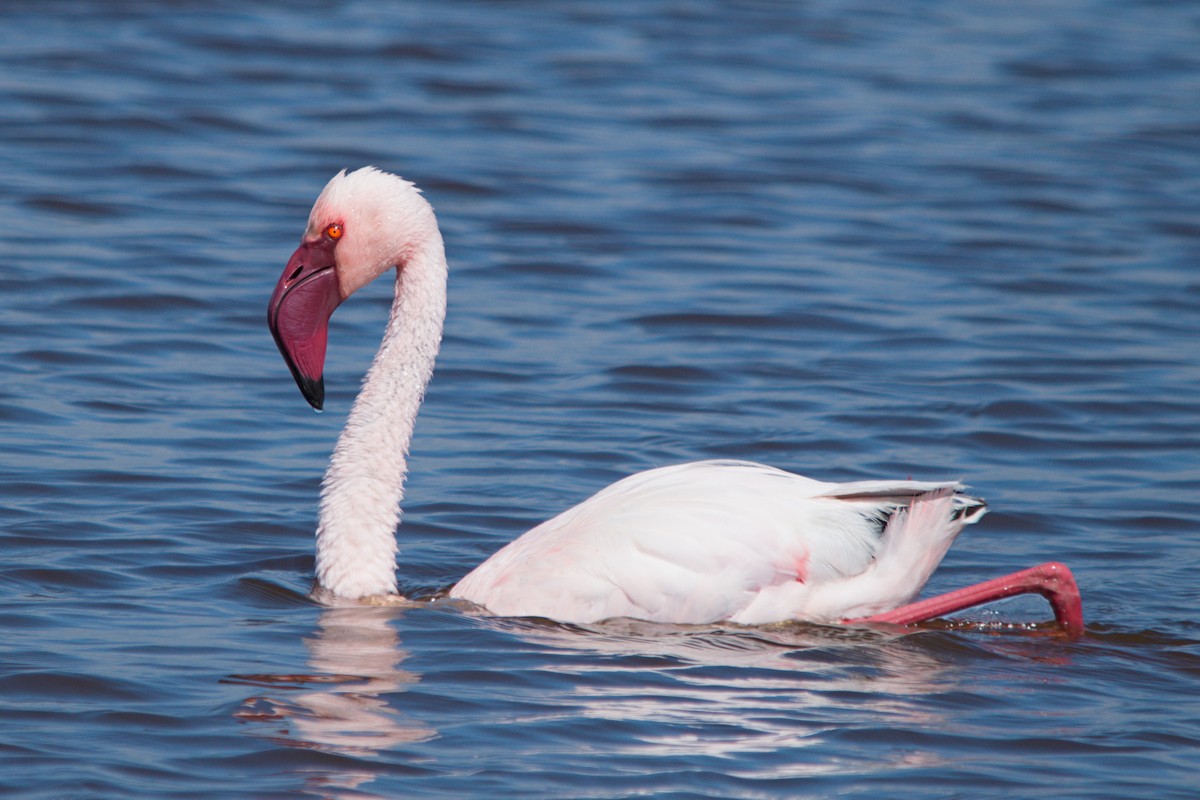 Flamant nain - ML639493637
