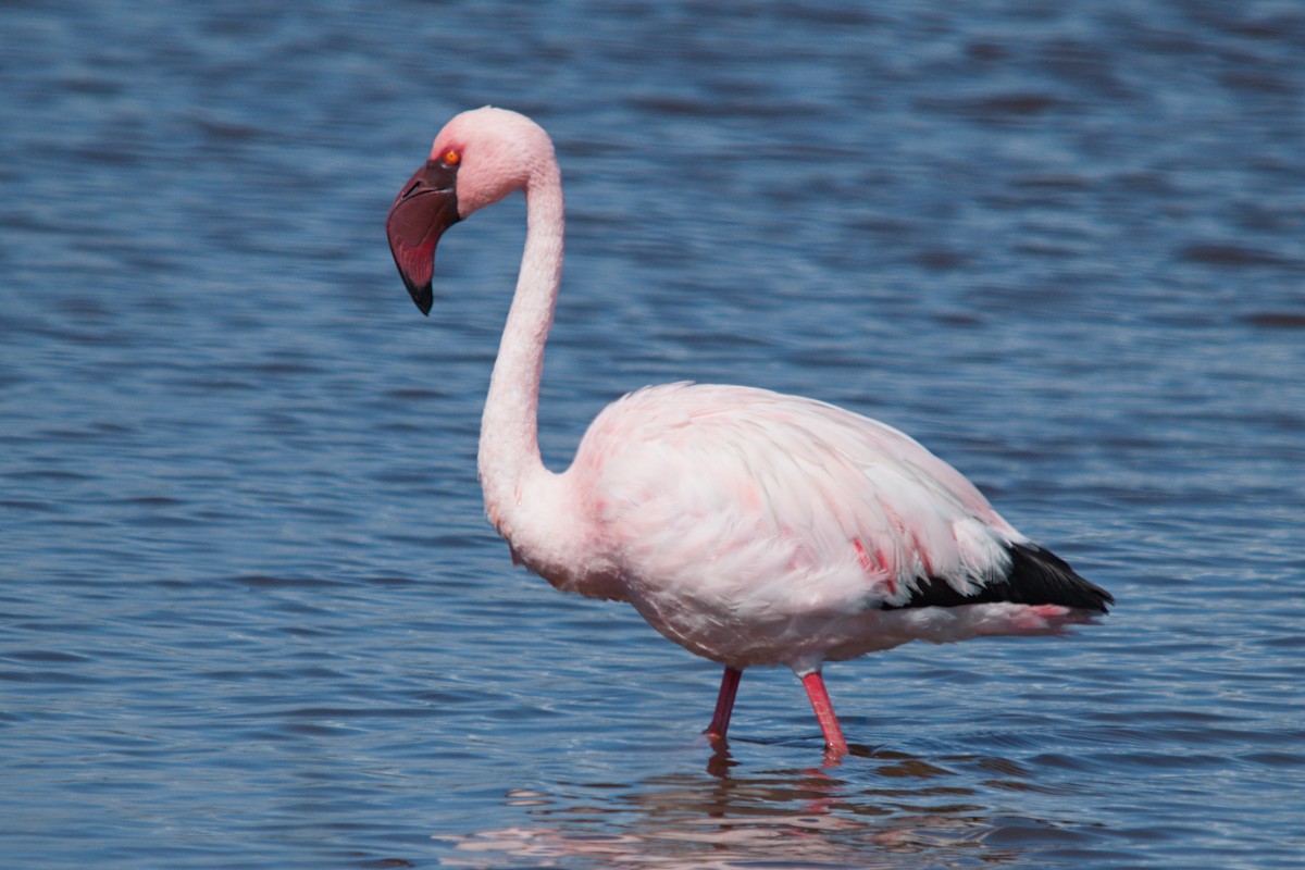 Flamant nain - ML639493638