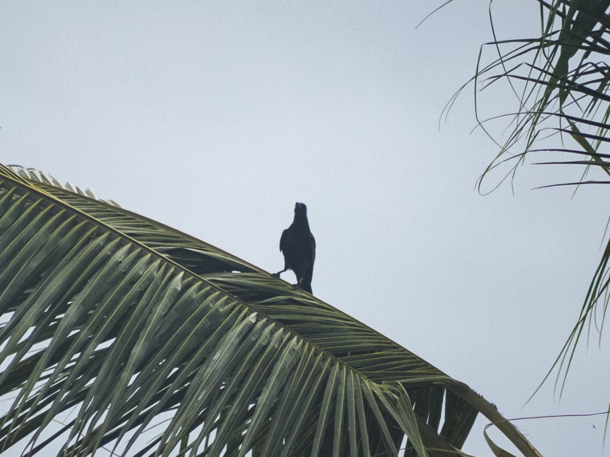 Sinaloa Crow - ML639493639