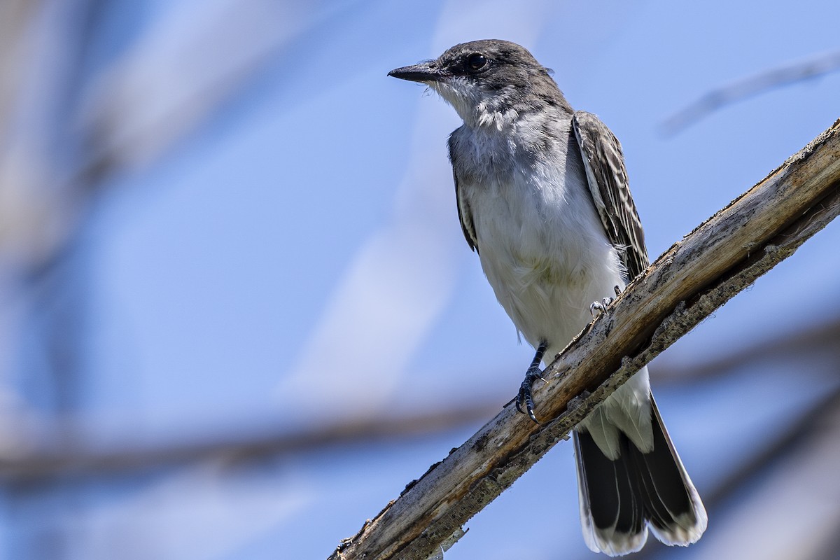 Eastern Kingbird - ML639493683