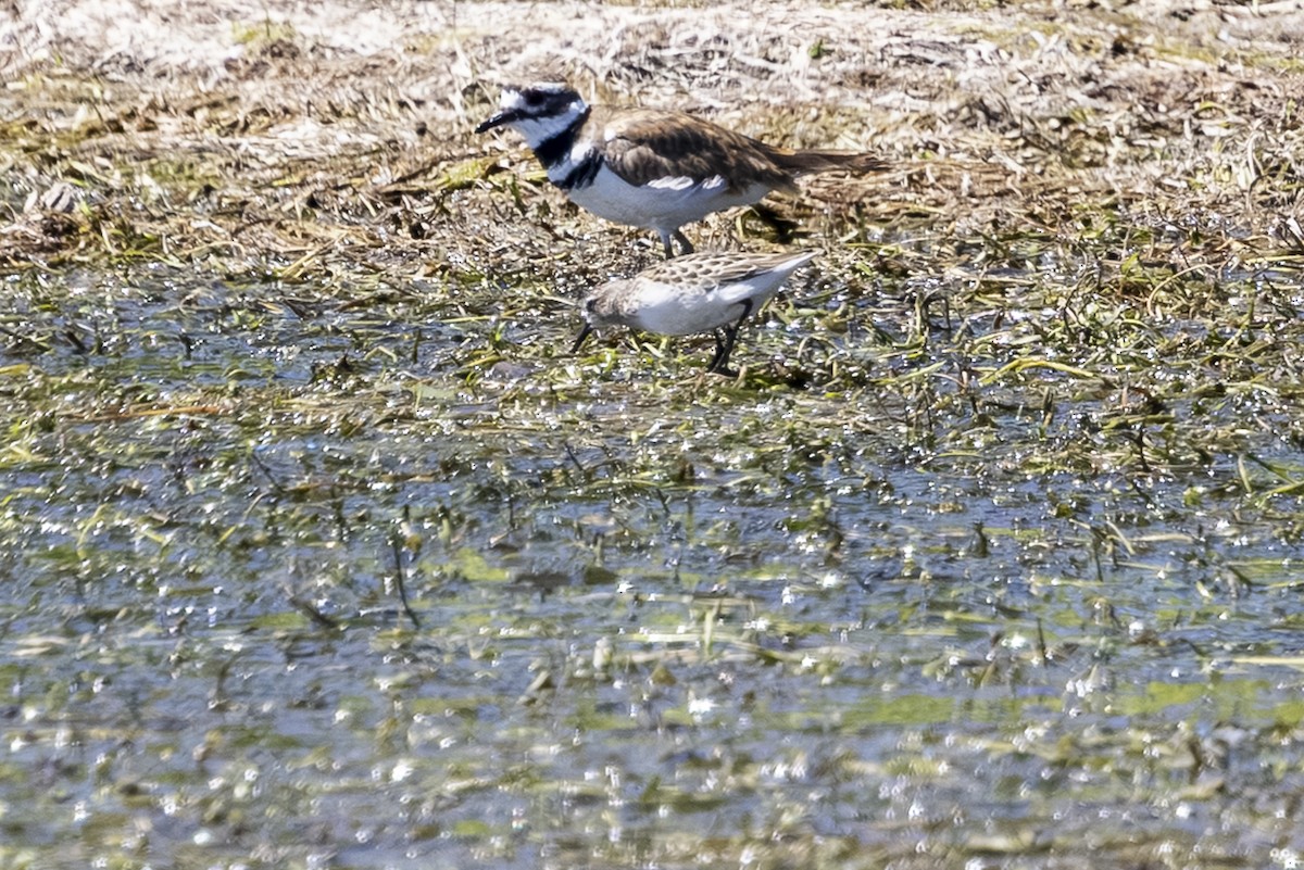 Semipalmated Sandpiper - ML639493722