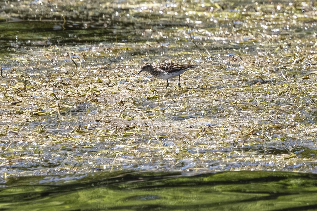 Least Sandpiper - ML639493729