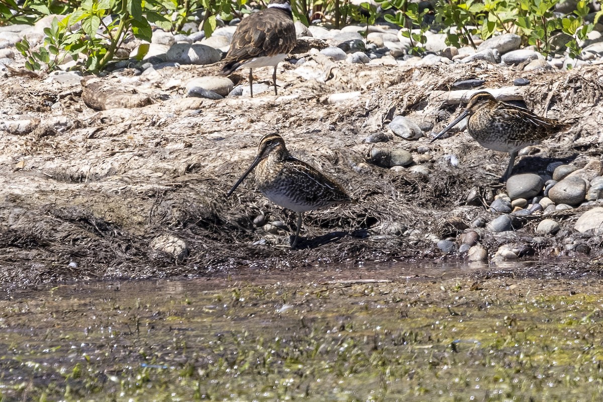 Wilson's Snipe - ML639493778