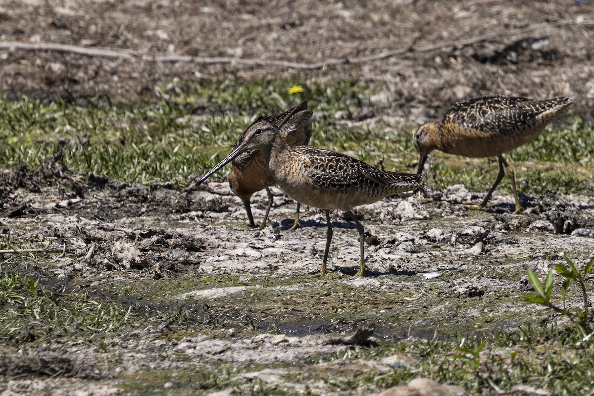 Long-billed Dowitcher - ML639493780