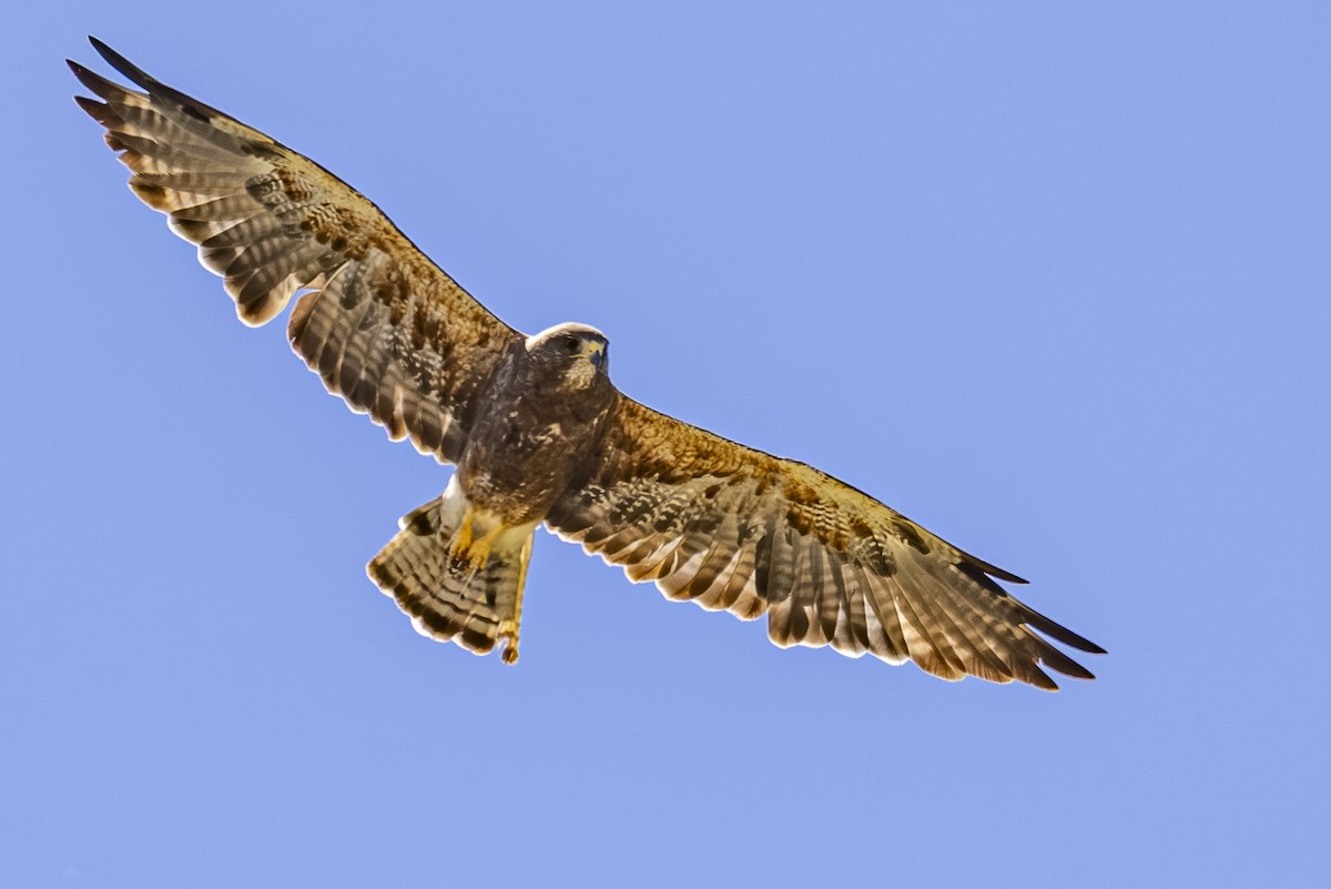Swainson's Hawk - ML639493787