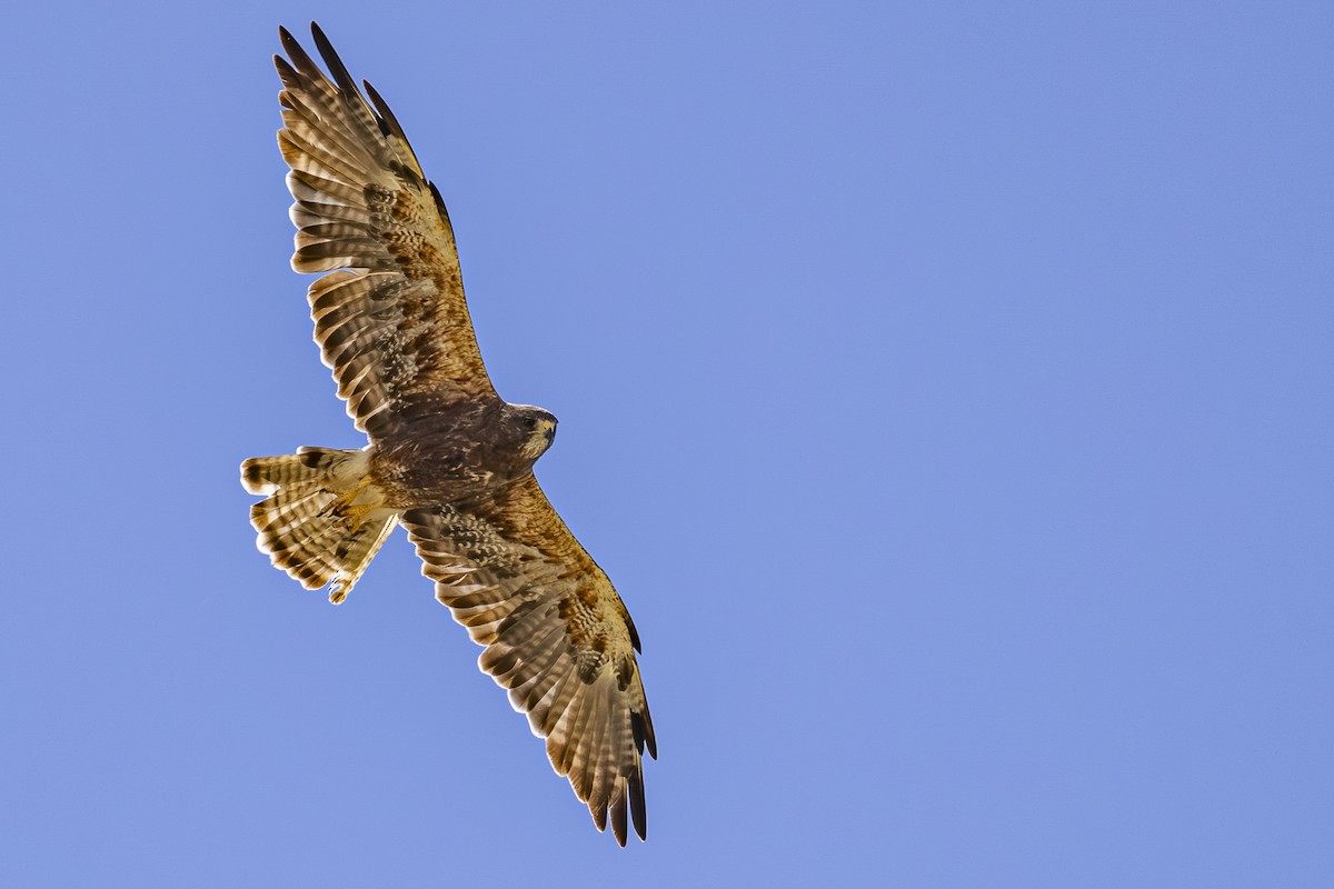 Swainson's Hawk - ML639493790