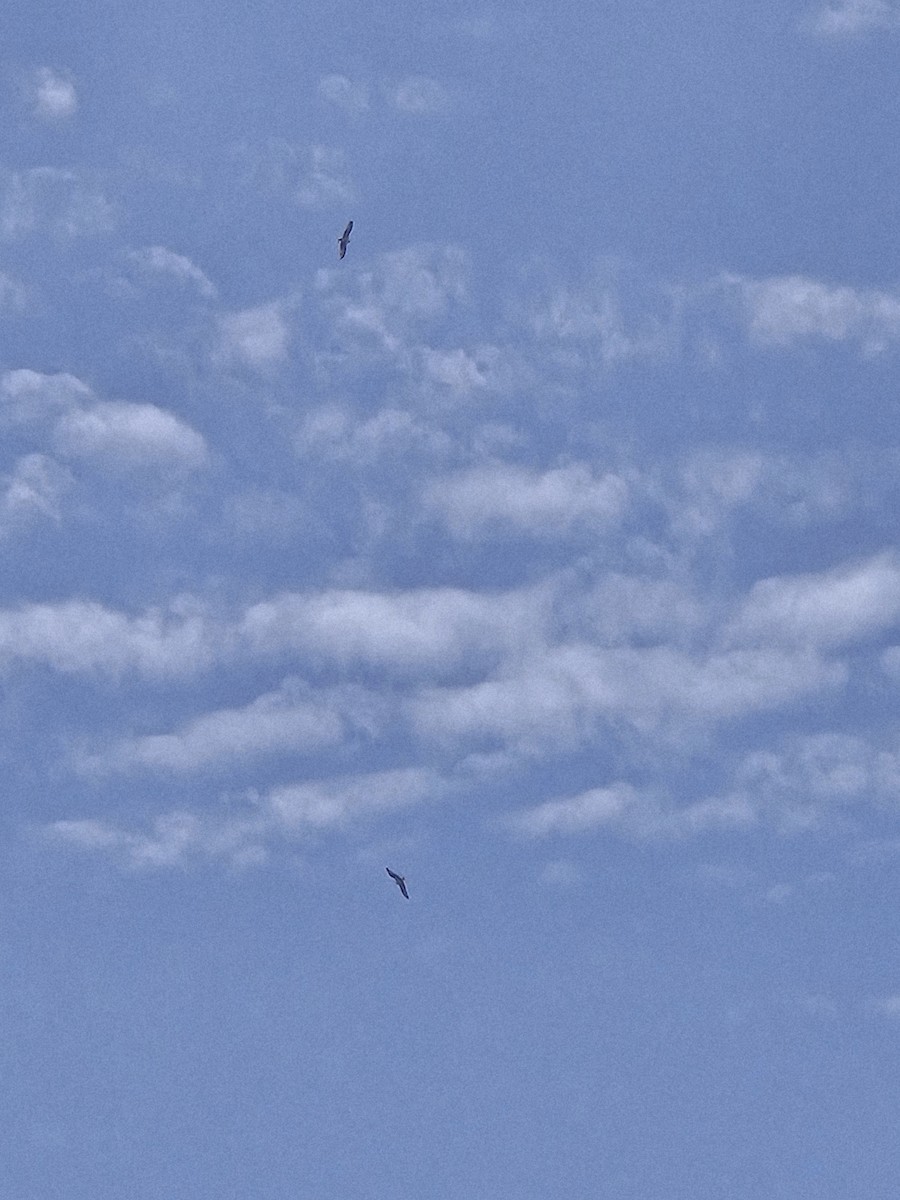 Osprey - ML639493810