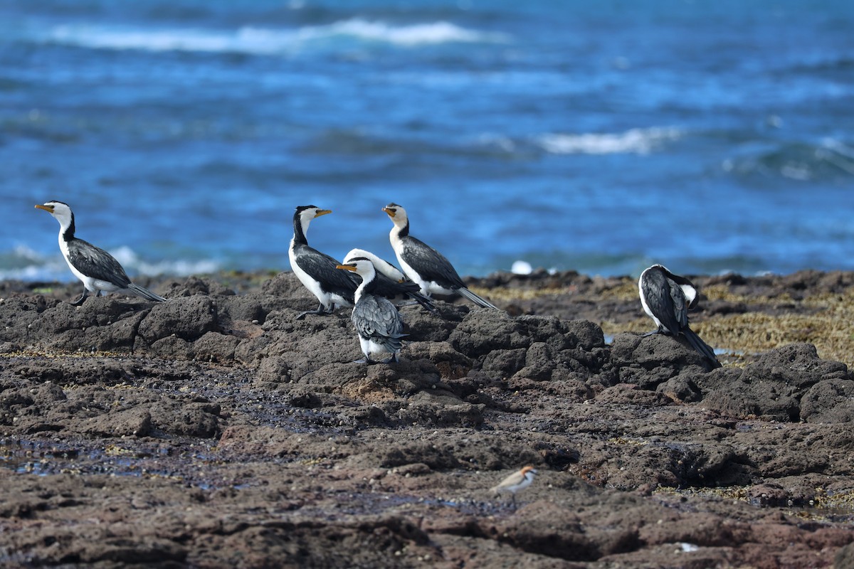 Little Pied Cormorant - ML639493895
