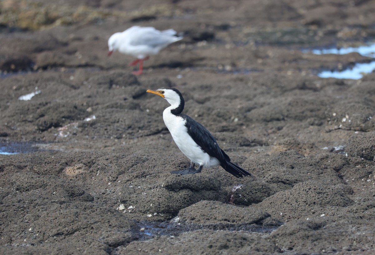 Little Pied Cormorant - ML639493896