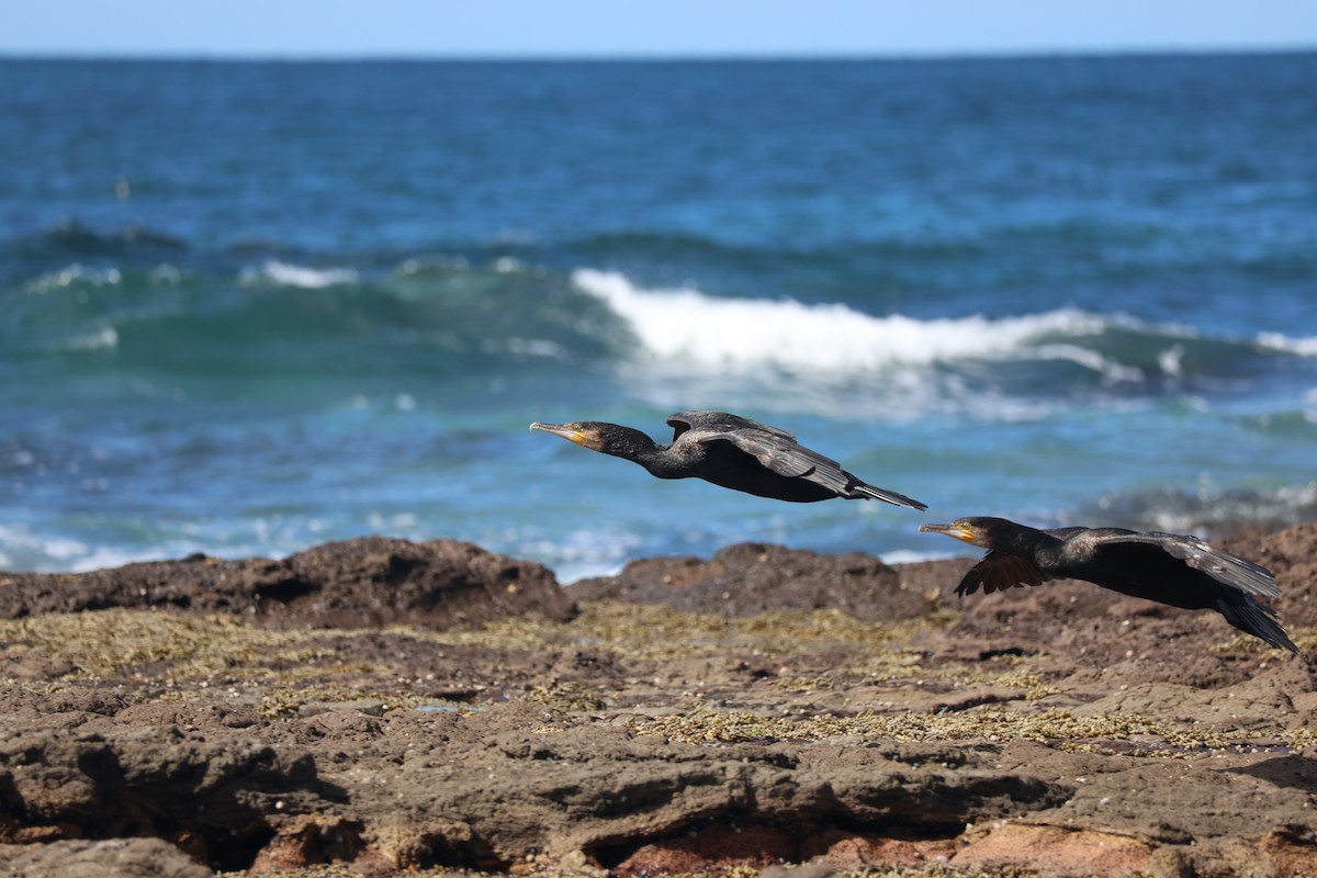 Great Cormorant - ML639493899