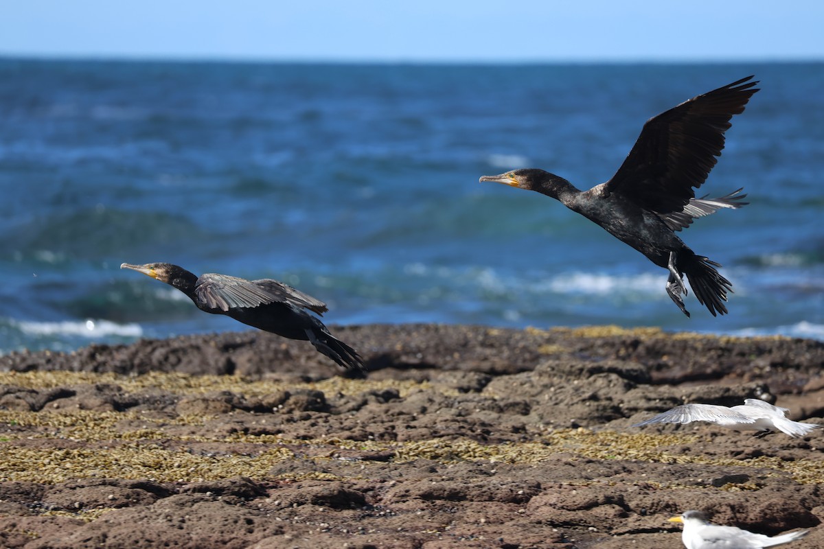 Great Cormorant - ML639493903