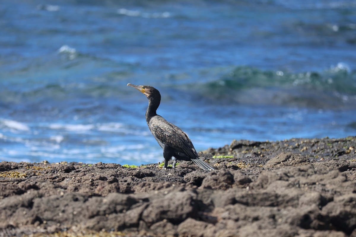 Great Cormorant - ML639493906