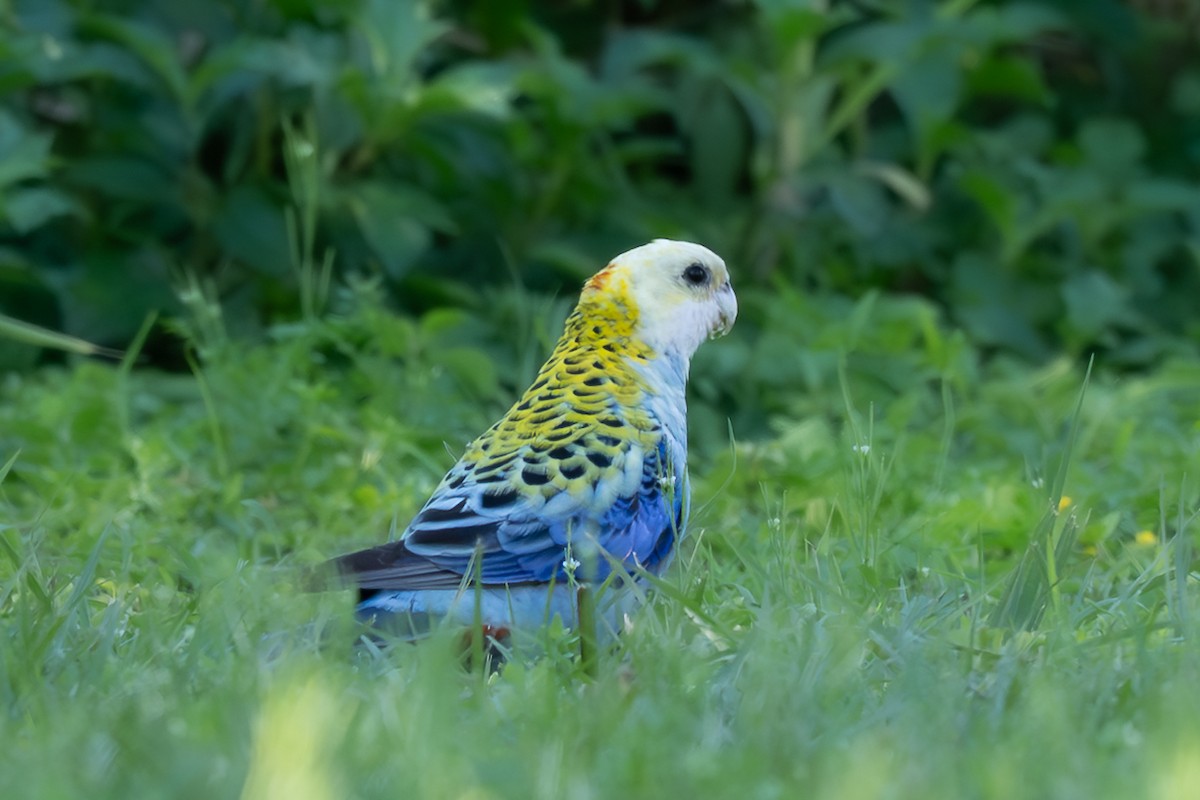 Pale-headed Rosella - ML639493970