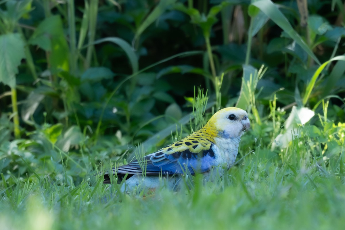 Pale-headed Rosella - ML639493971