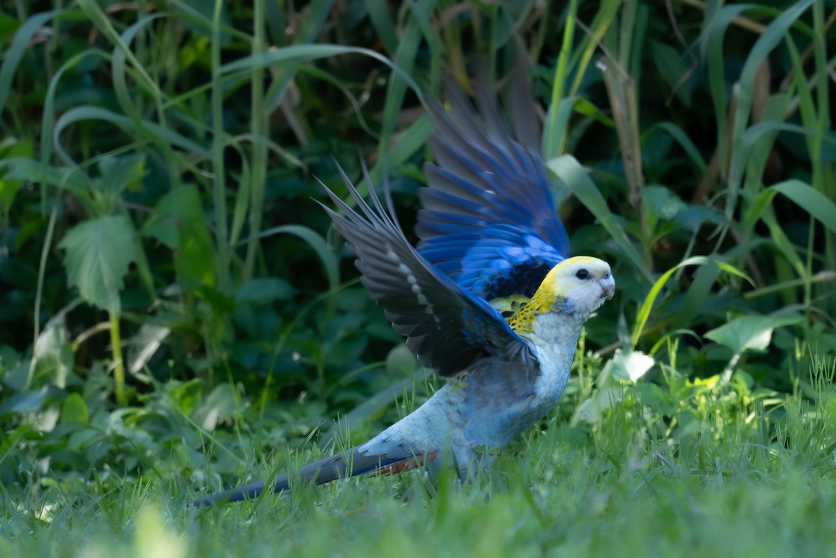 Pale-headed Rosella - ML639493972