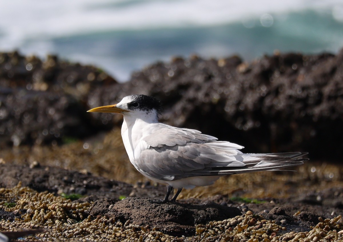 Great Crested Tern - ML639494019