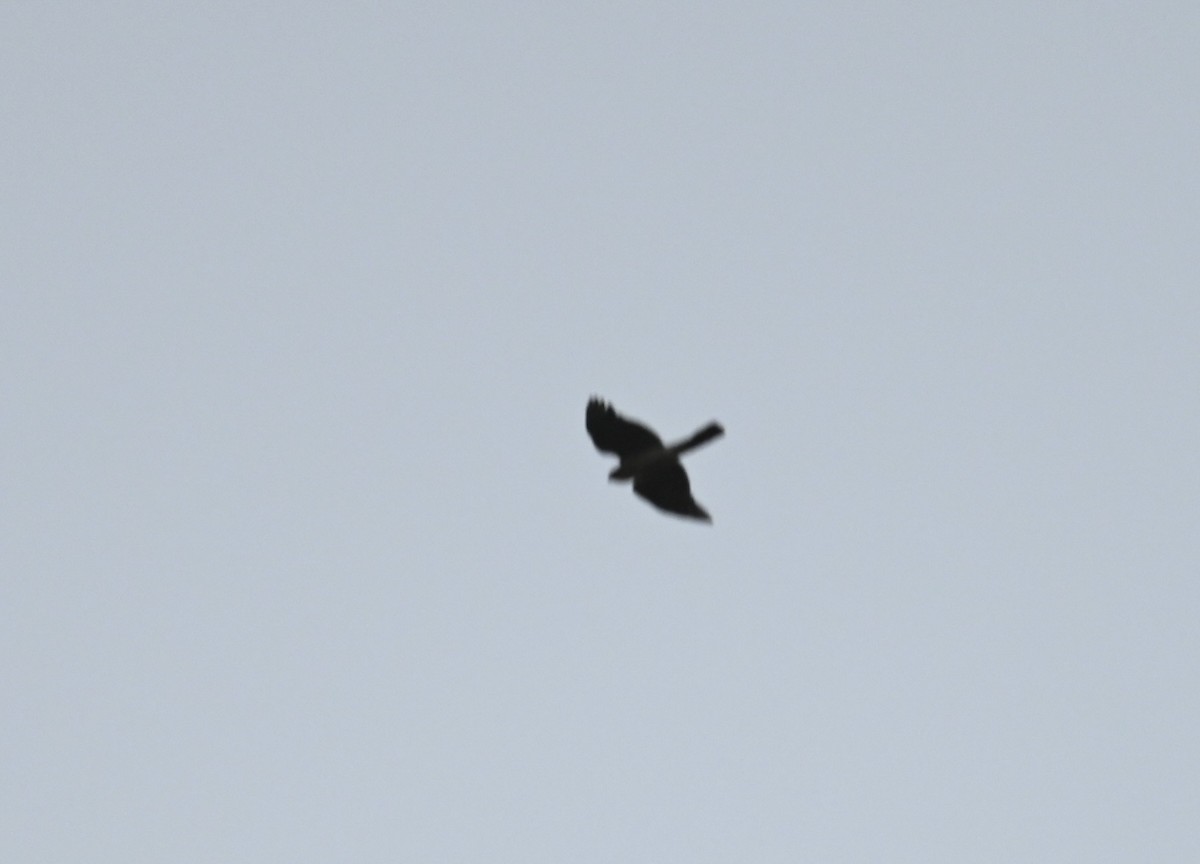 Eurasian Goshawk - ML639494035