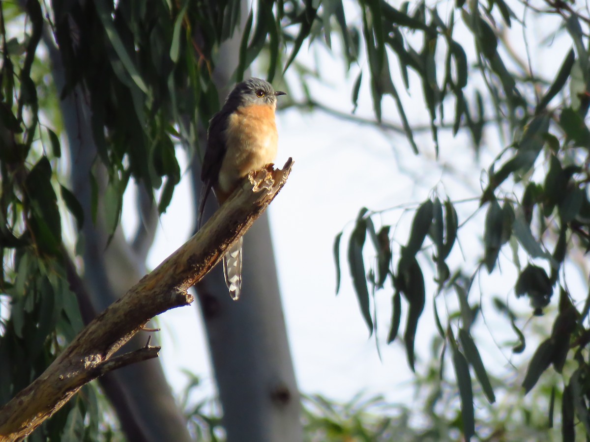 Fan-tailed Cuckoo - ML639494089