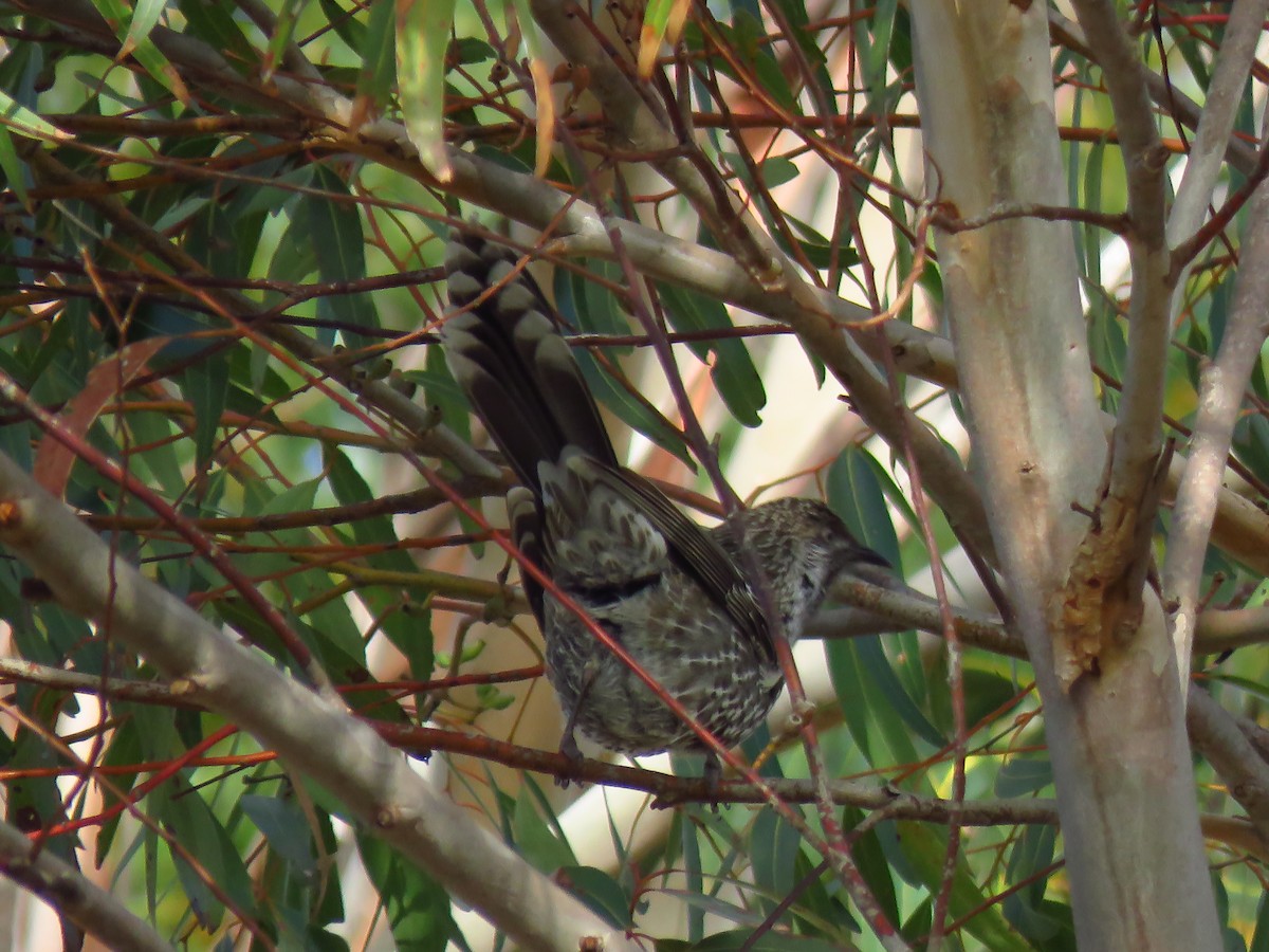 Little Wattlebird - ML639494114