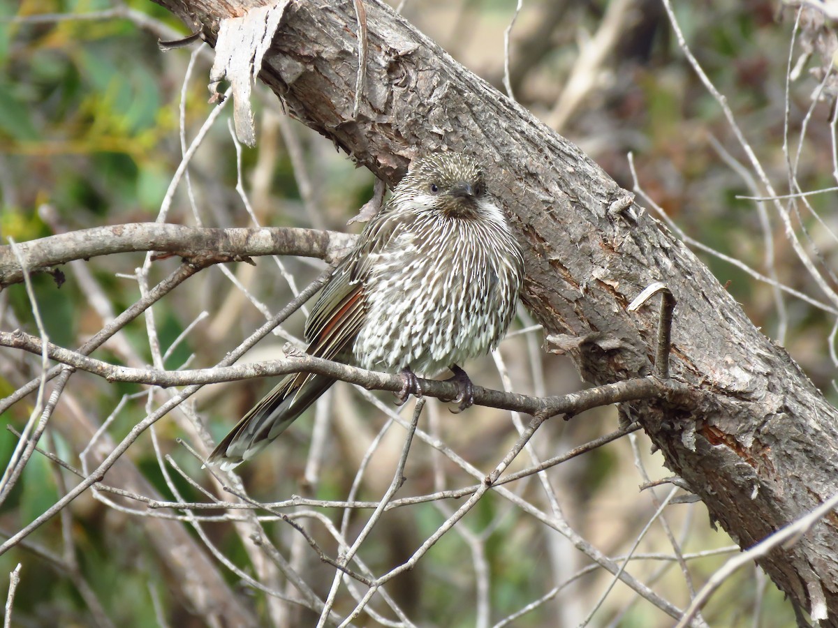 Little Wattlebird - ML639494115