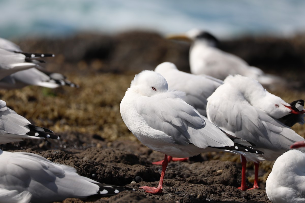 Silver Gull - ML639494229