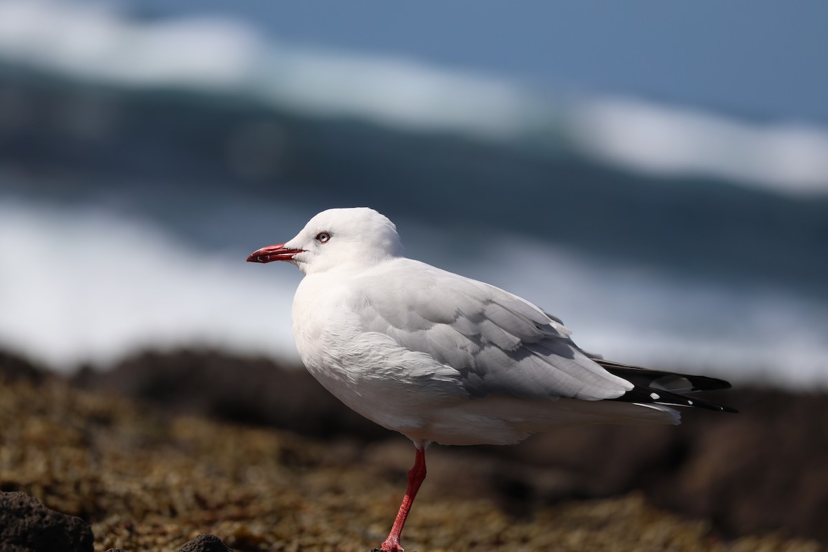 Silver Gull - ML639494233