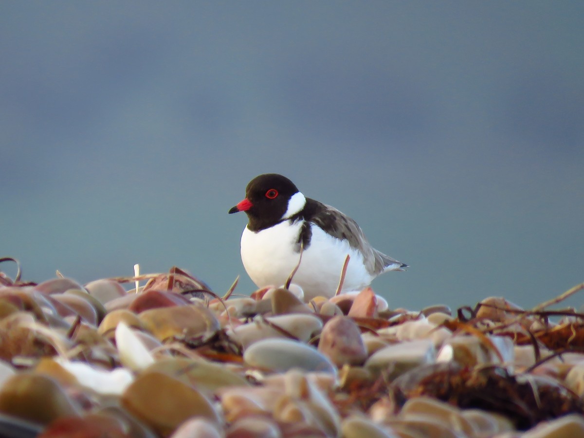 Hooded Plover - ML639494280
