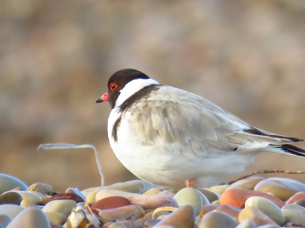 Hooded Plover - ML639494281