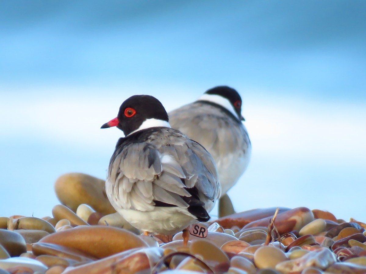 Hooded Plover - ML639494282