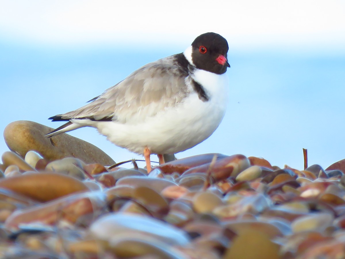 Hooded Plover - ML639494283