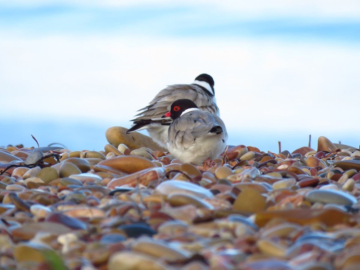 Hooded Plover - ML639494284