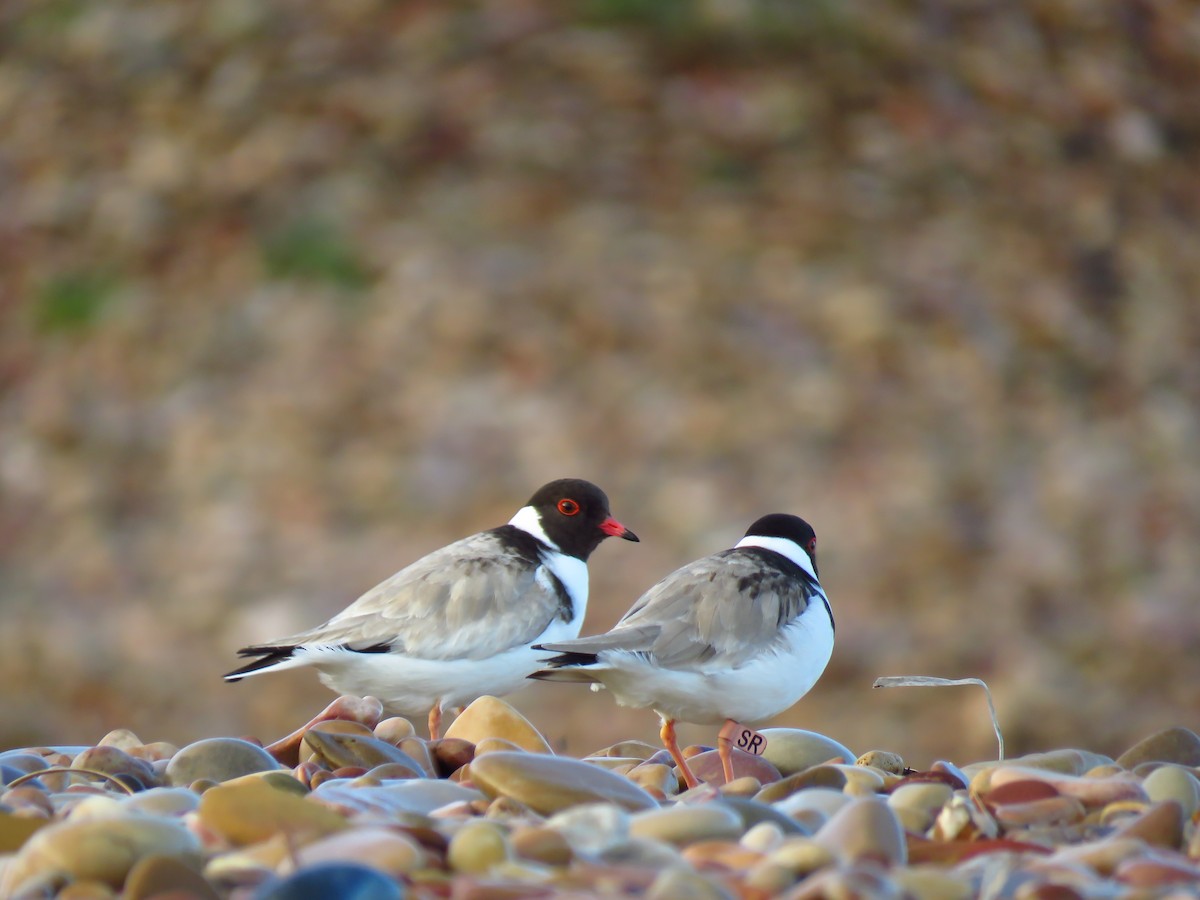 Hooded Plover - ML639494285