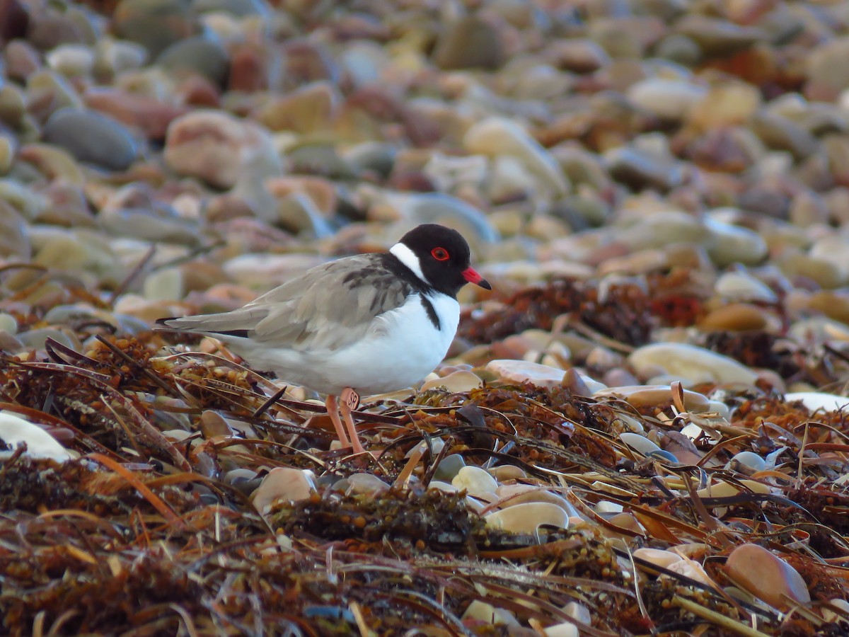 Hooded Plover - ML639494286