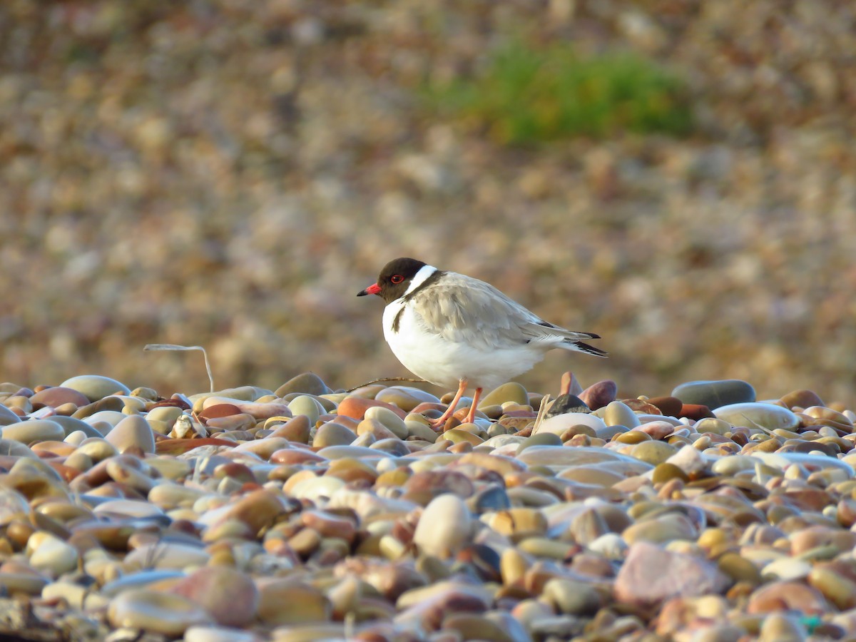 Hooded Plover - ML639494287