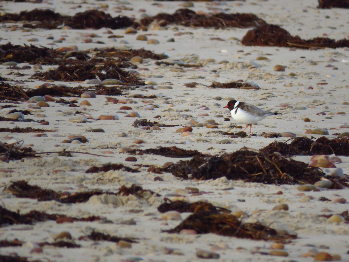 Hooded Plover - ML639494288