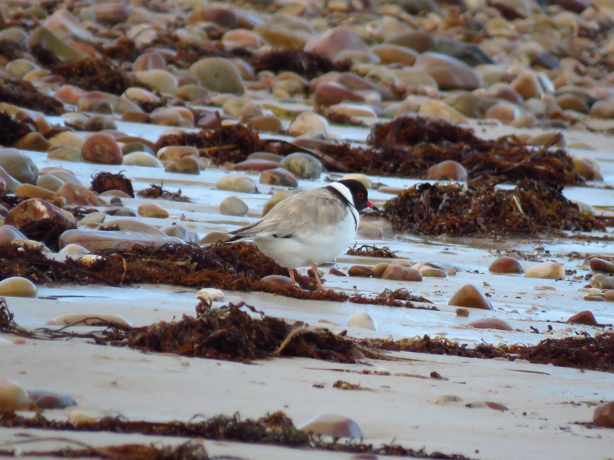 Hooded Plover - ML639494289
