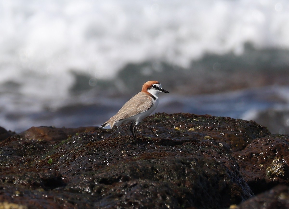 Red-capped Plover - ML639494301