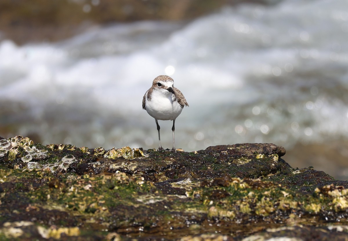 Red-capped Plover - ML639494303