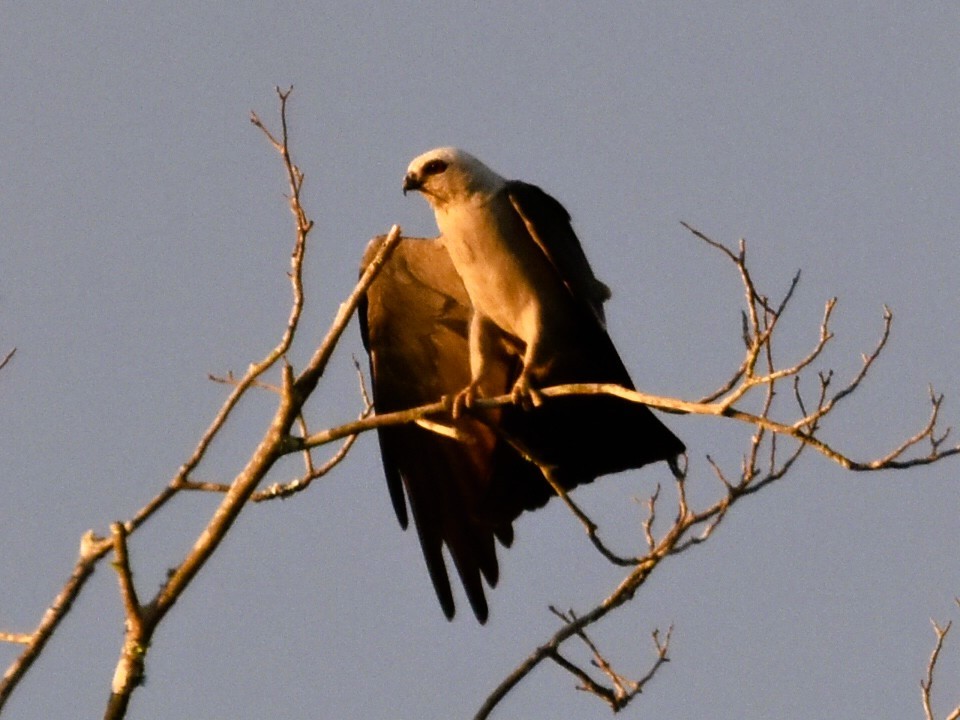 Шуліка світлоголовий - ML639494402