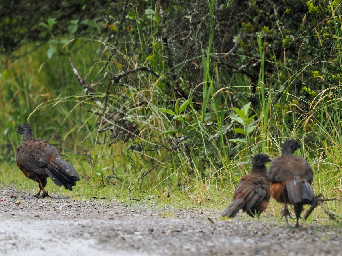 Andean Guan - ML639494457