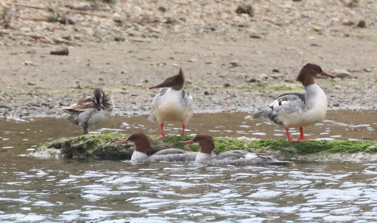 Long-tailed Duck - ML639494480