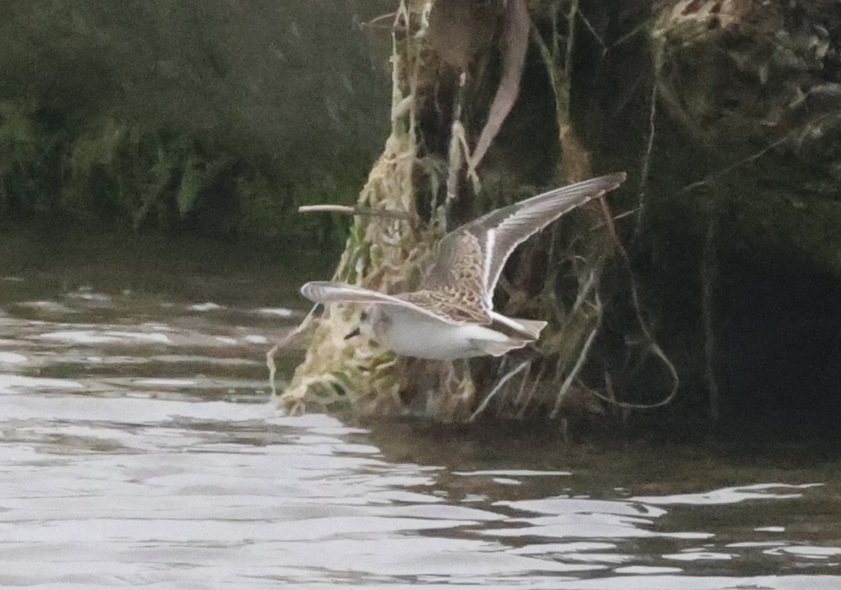 Semipalmated Sandpiper - ML639494482