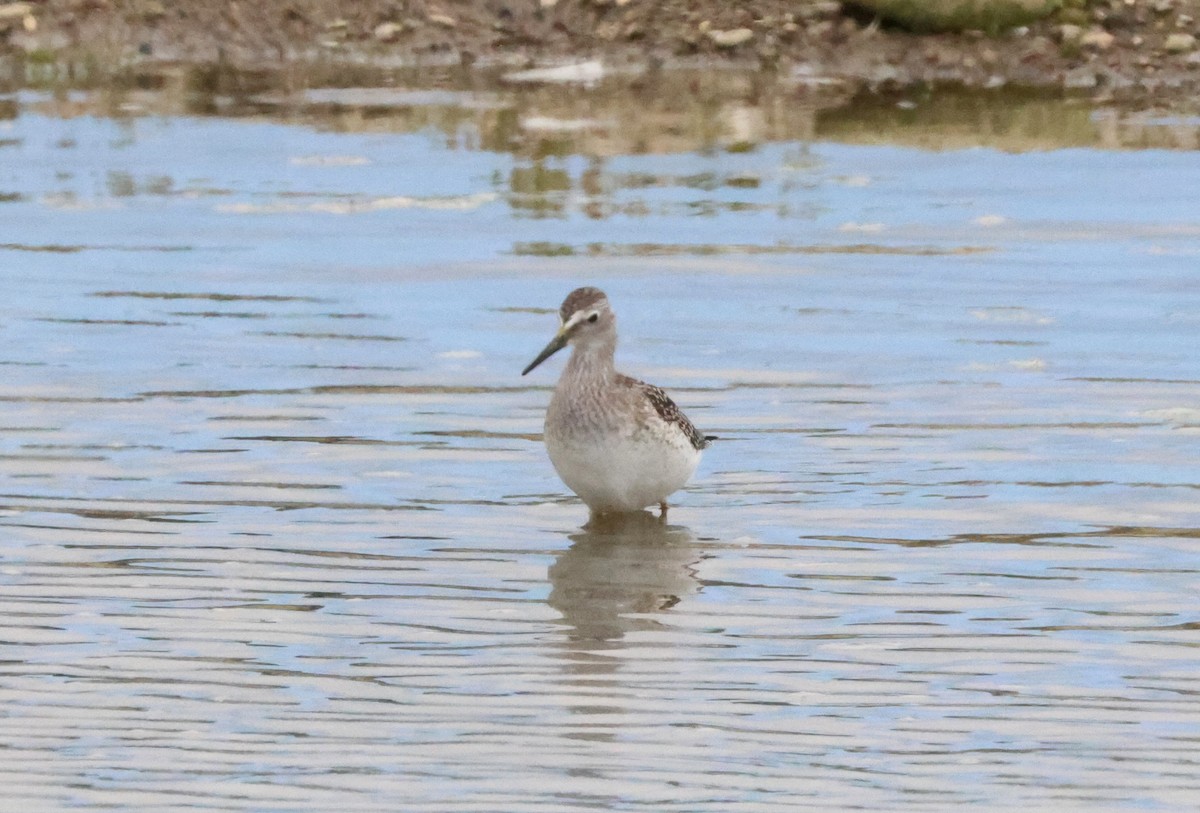 Lesser Yellowlegs - ML639494484