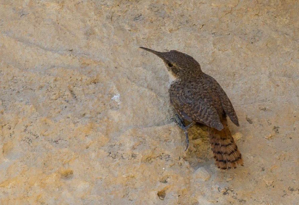 Canyon Wren - ML639494611