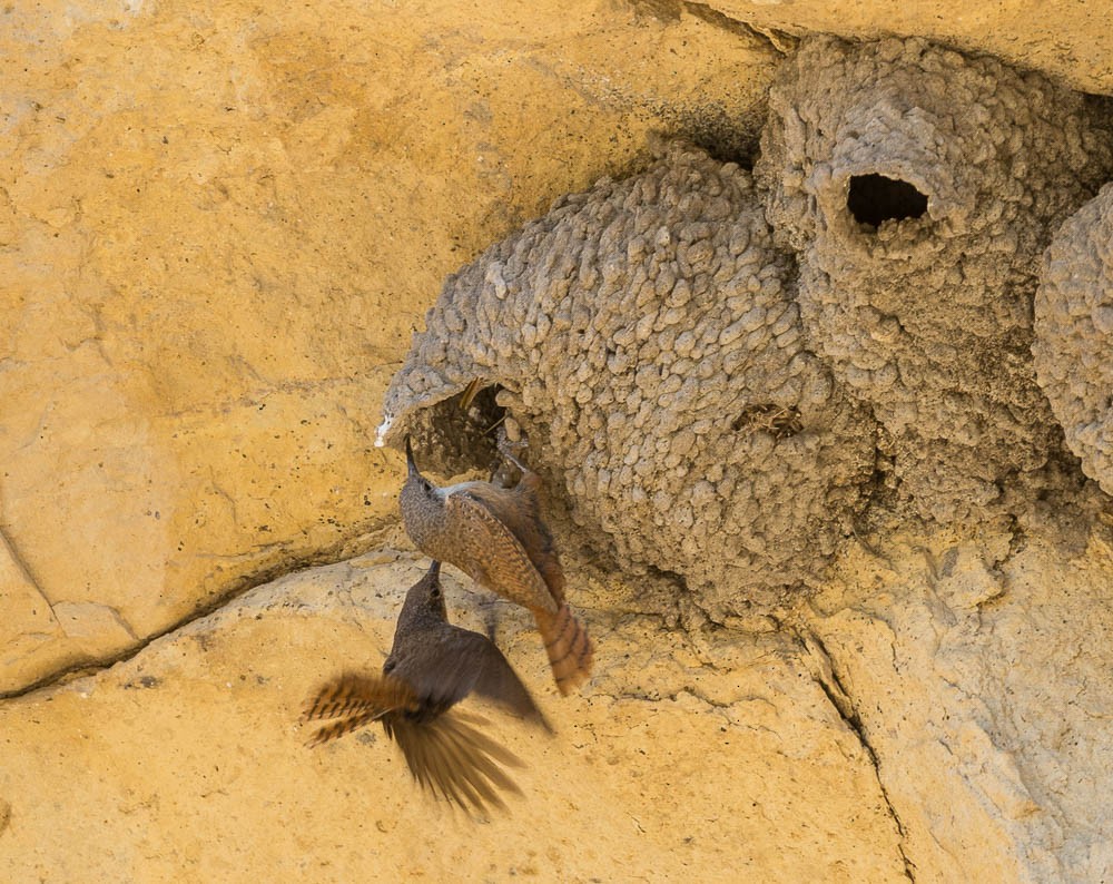 Canyon Wren - ML639494612